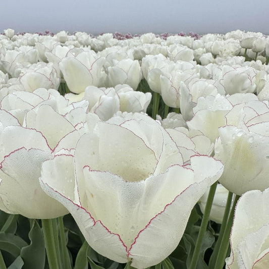 Túlipanalaukur Charlize