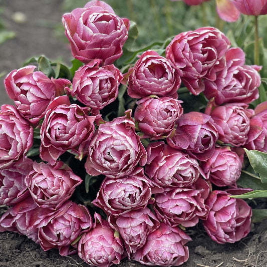 Túlipanalaukur Beachberry